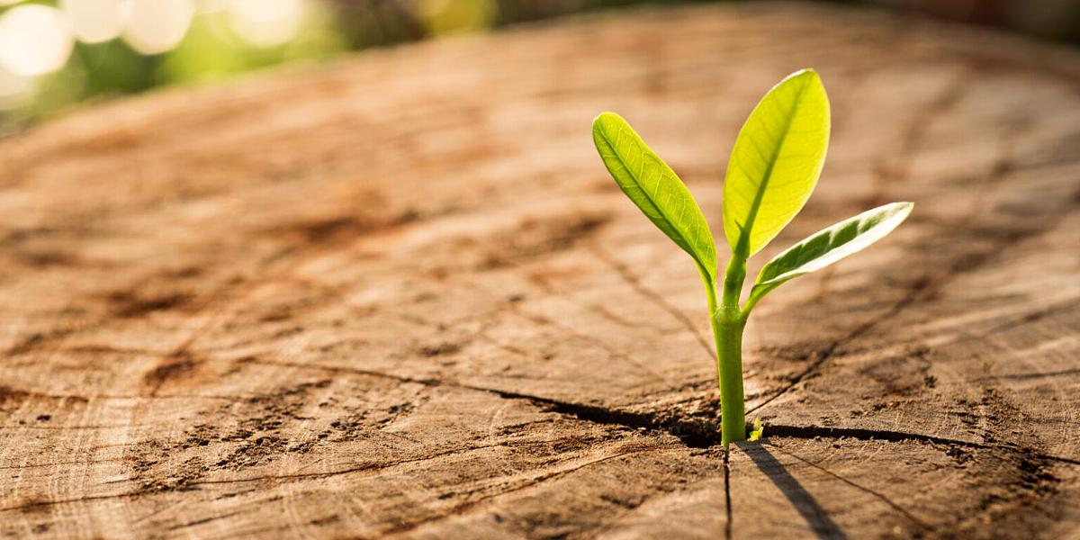 Three ancient phrases for a new life